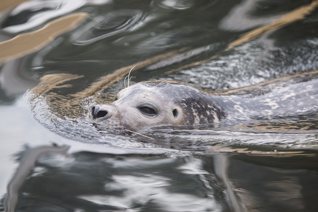 seal robbe grey seal free photo