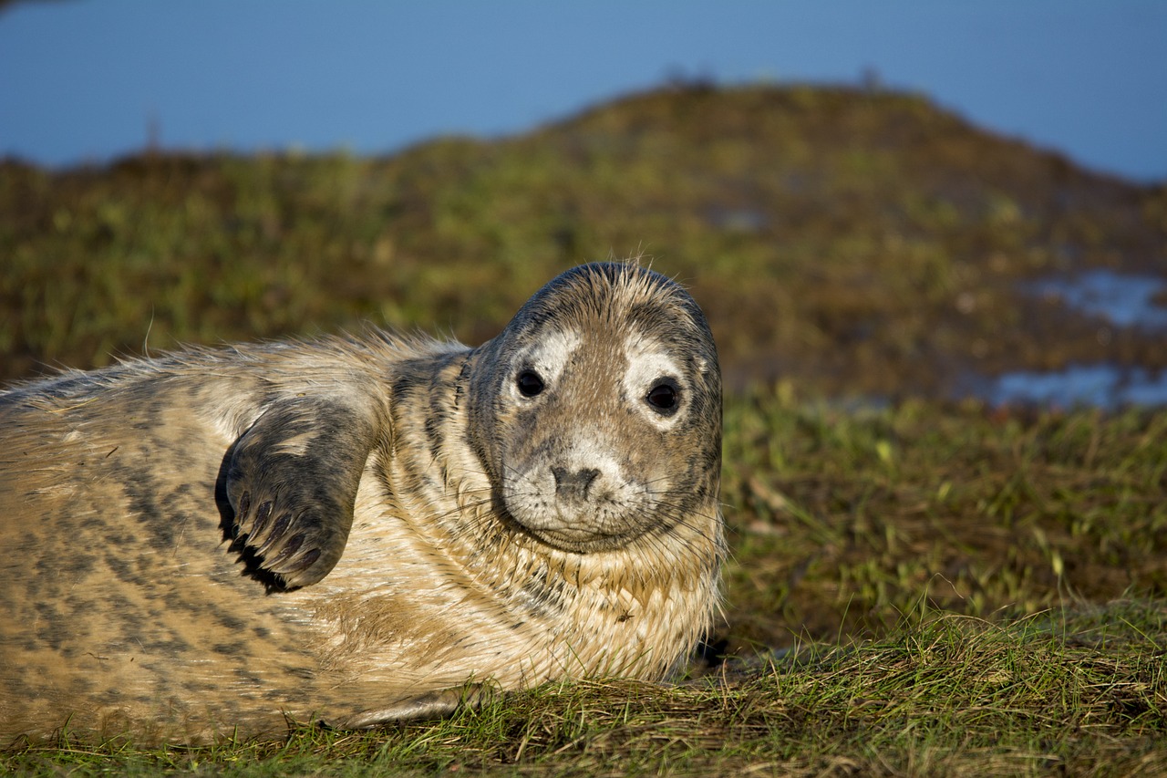 seal closeup wildlife free photo
