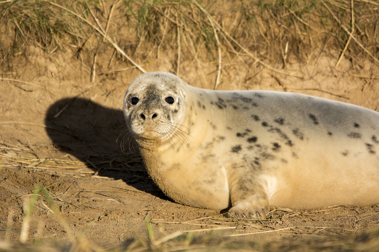 seal wildlife fur free photo