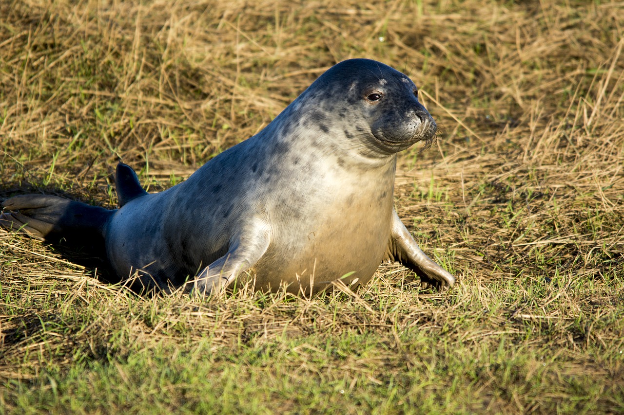 seal wildlife mammal free photo