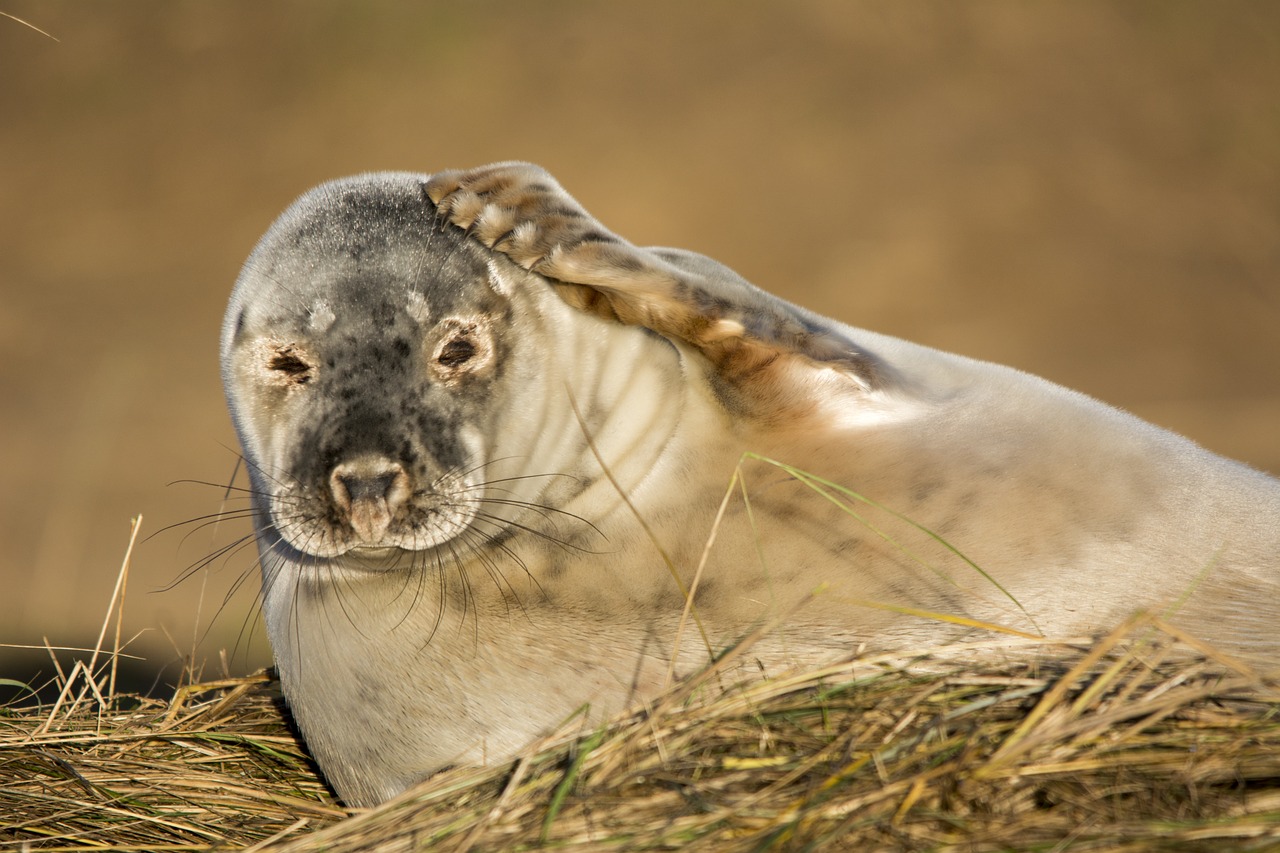 seal closeup wildlife free photo