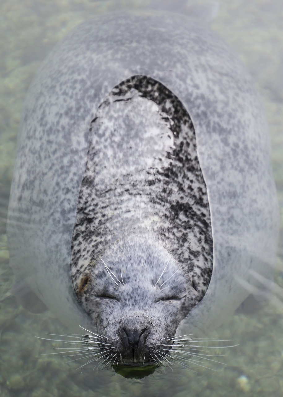 seal robbe head free photo
