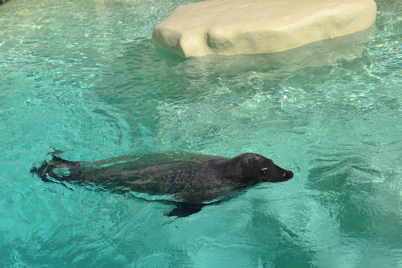 seal animal water free photo