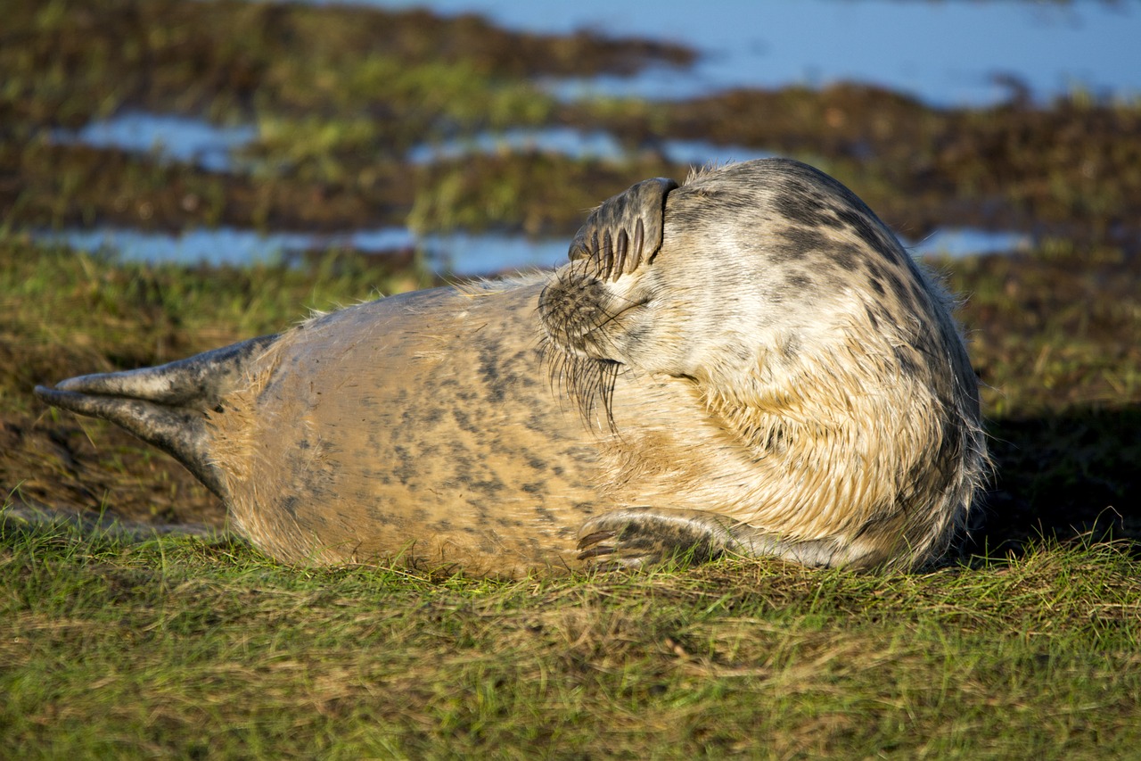 seal mammal wildlife free photo