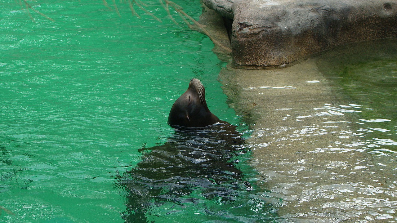 seal sea lion mammal free photo