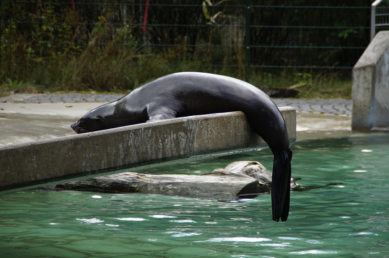 sea lion zoo aquatic animal free photo