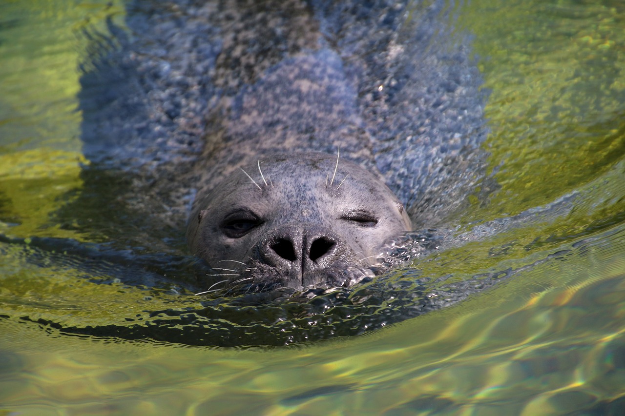 seal swim robbe free photo