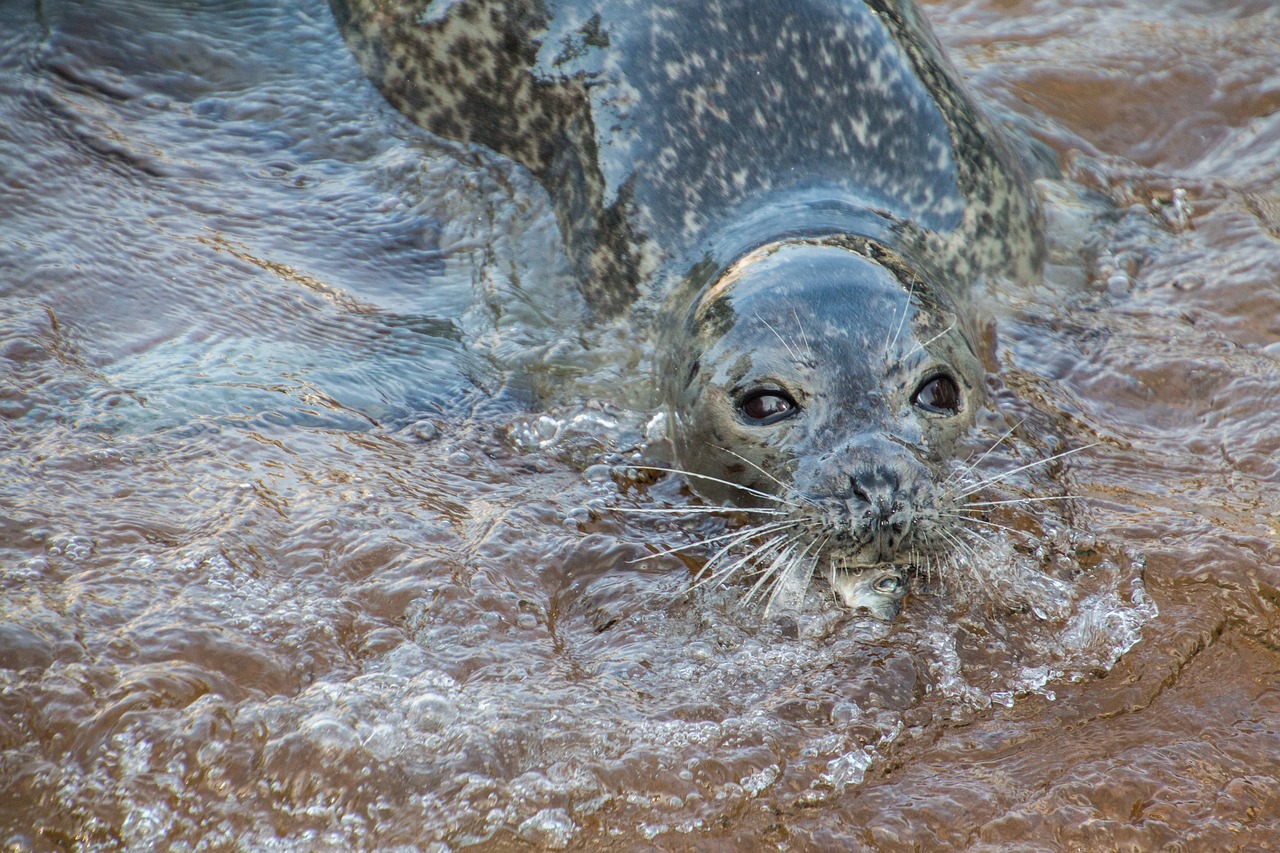 seal robbe eat free photo