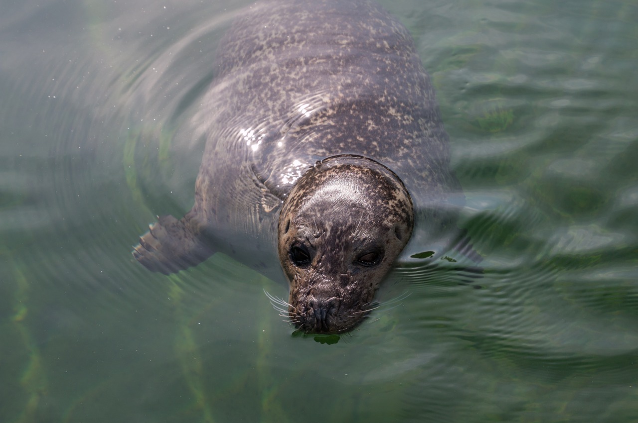 seal water robbe free photo
