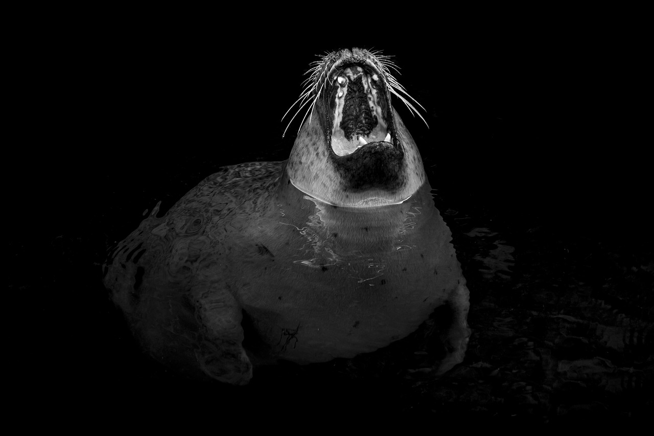 seal robbe yawn free photo