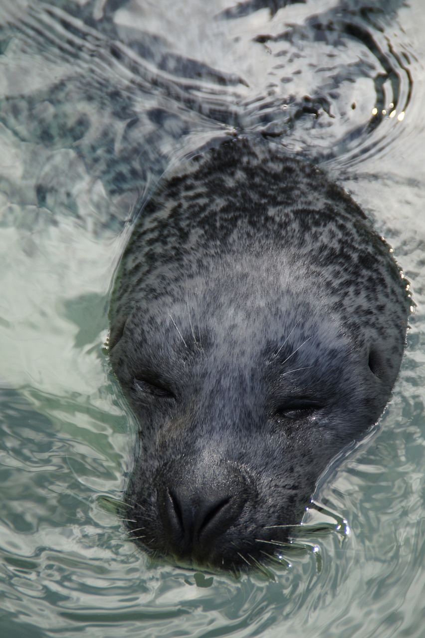 seal head robbe free photo