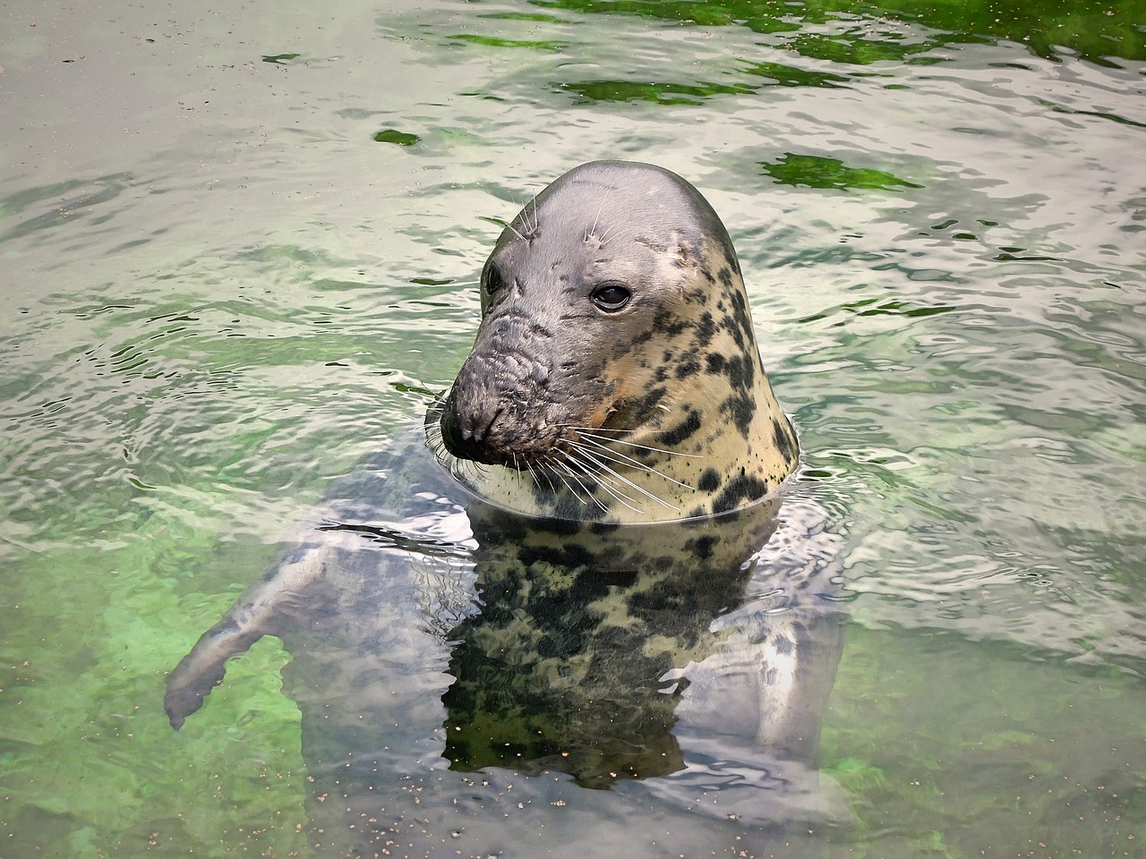 seal animal water free photo