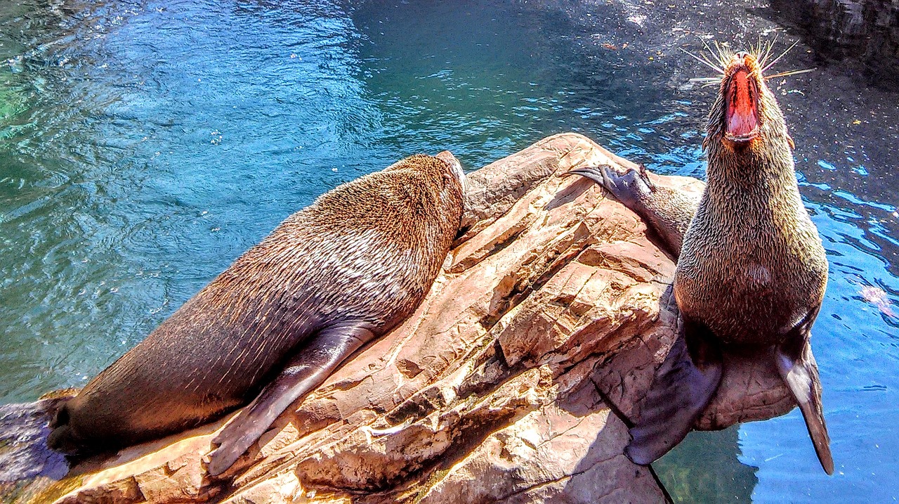 seal wildlife roar free photo