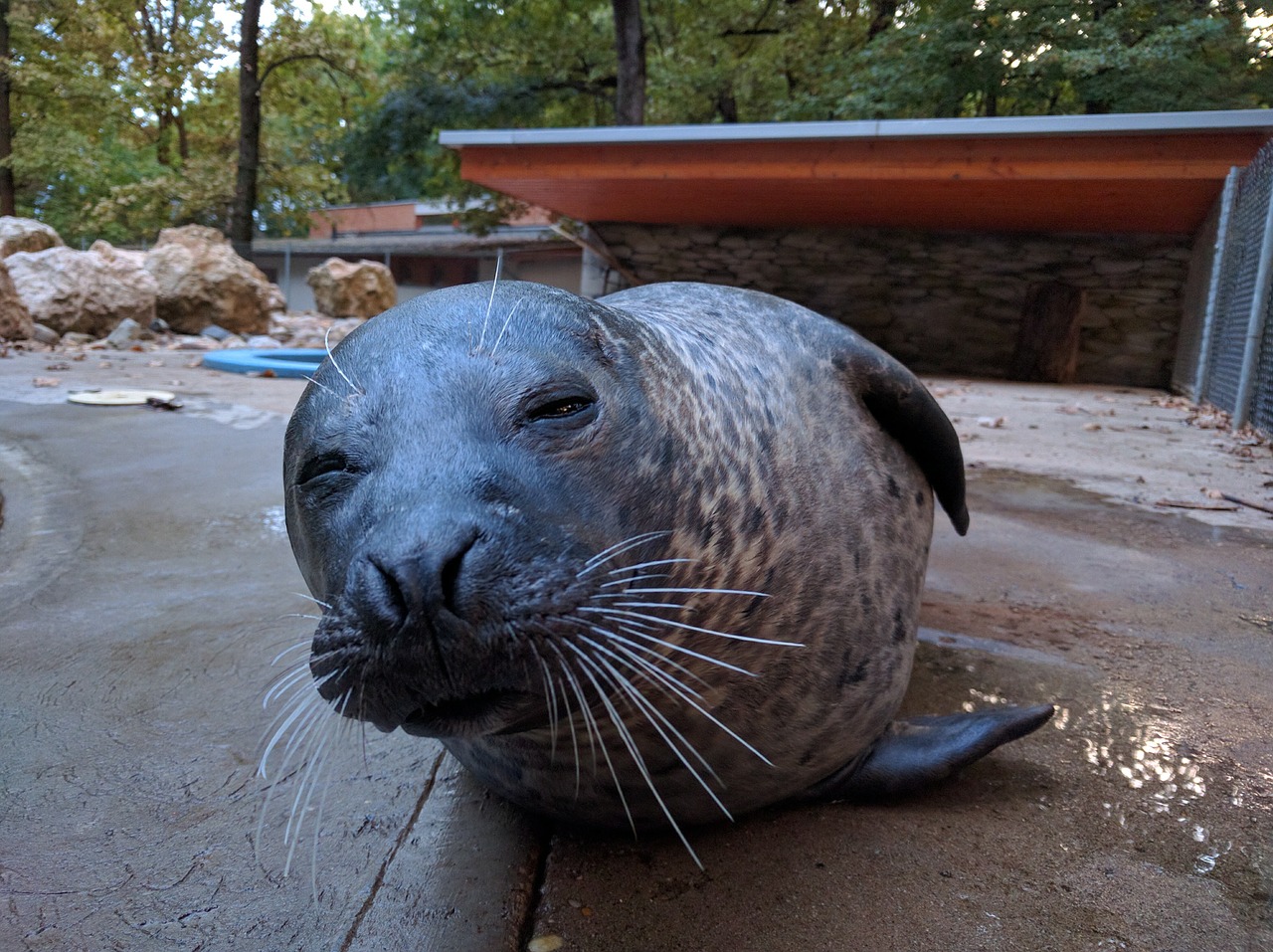 seal zoo peek-a-boo free photo