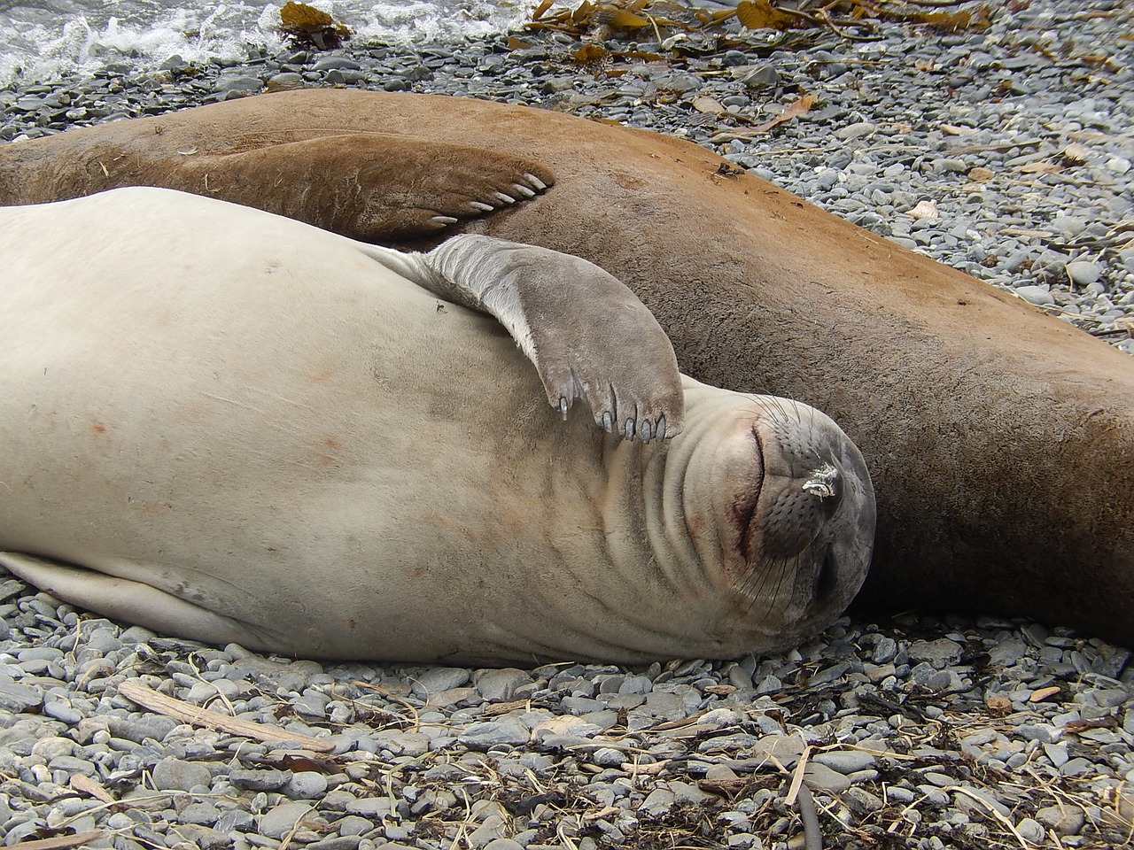 seal nature environment free photo