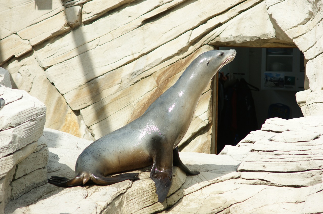 seal sea lion robbe free photo