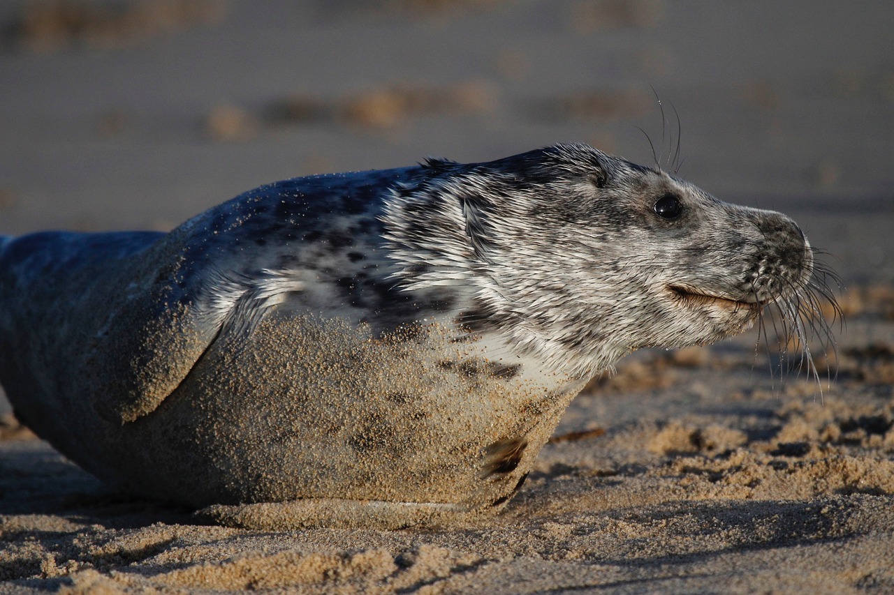 seal wildlife nature free photo
