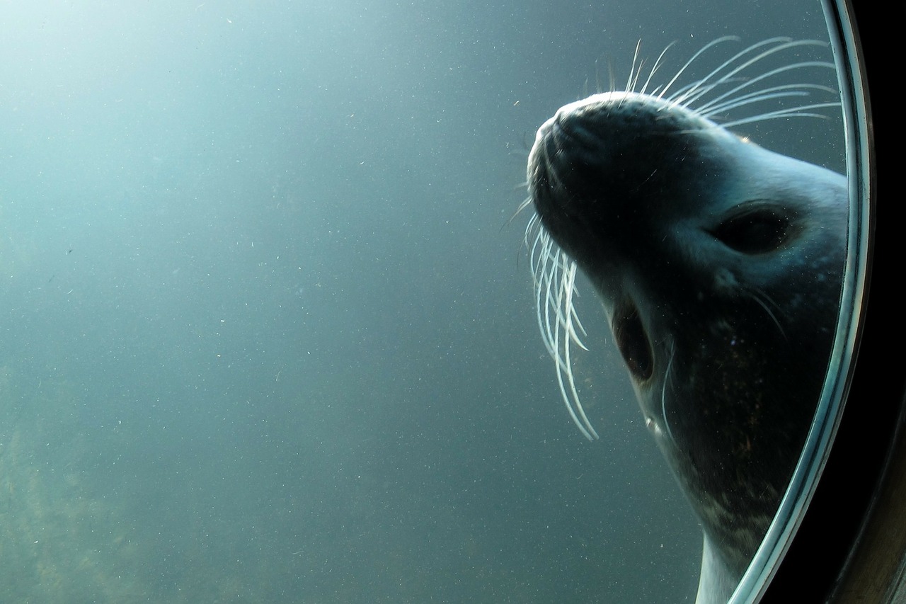 seal diving zoo free photo