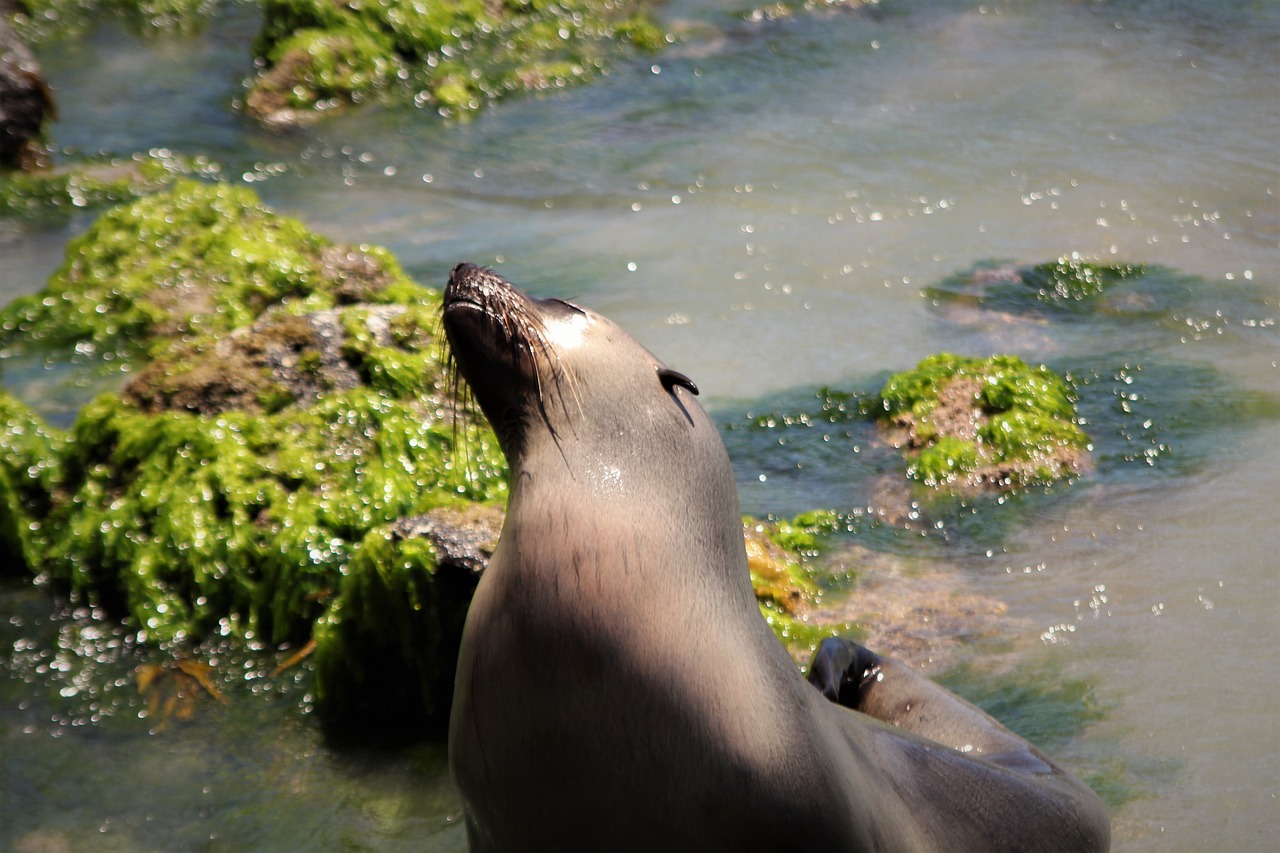 seal water beach free photo