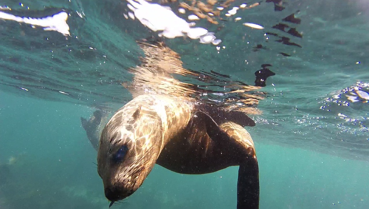 seal snorkel duiker island free photo