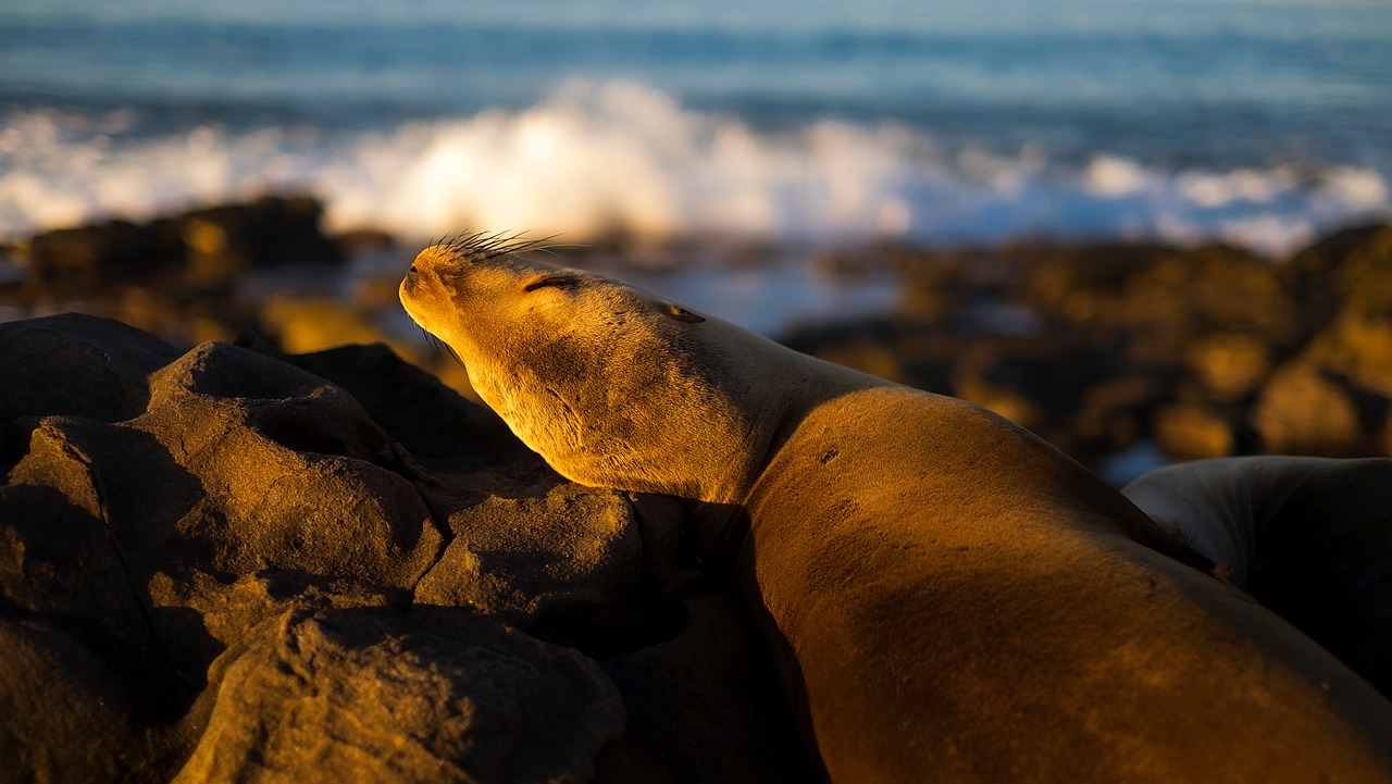 seal wildlife resting free photo