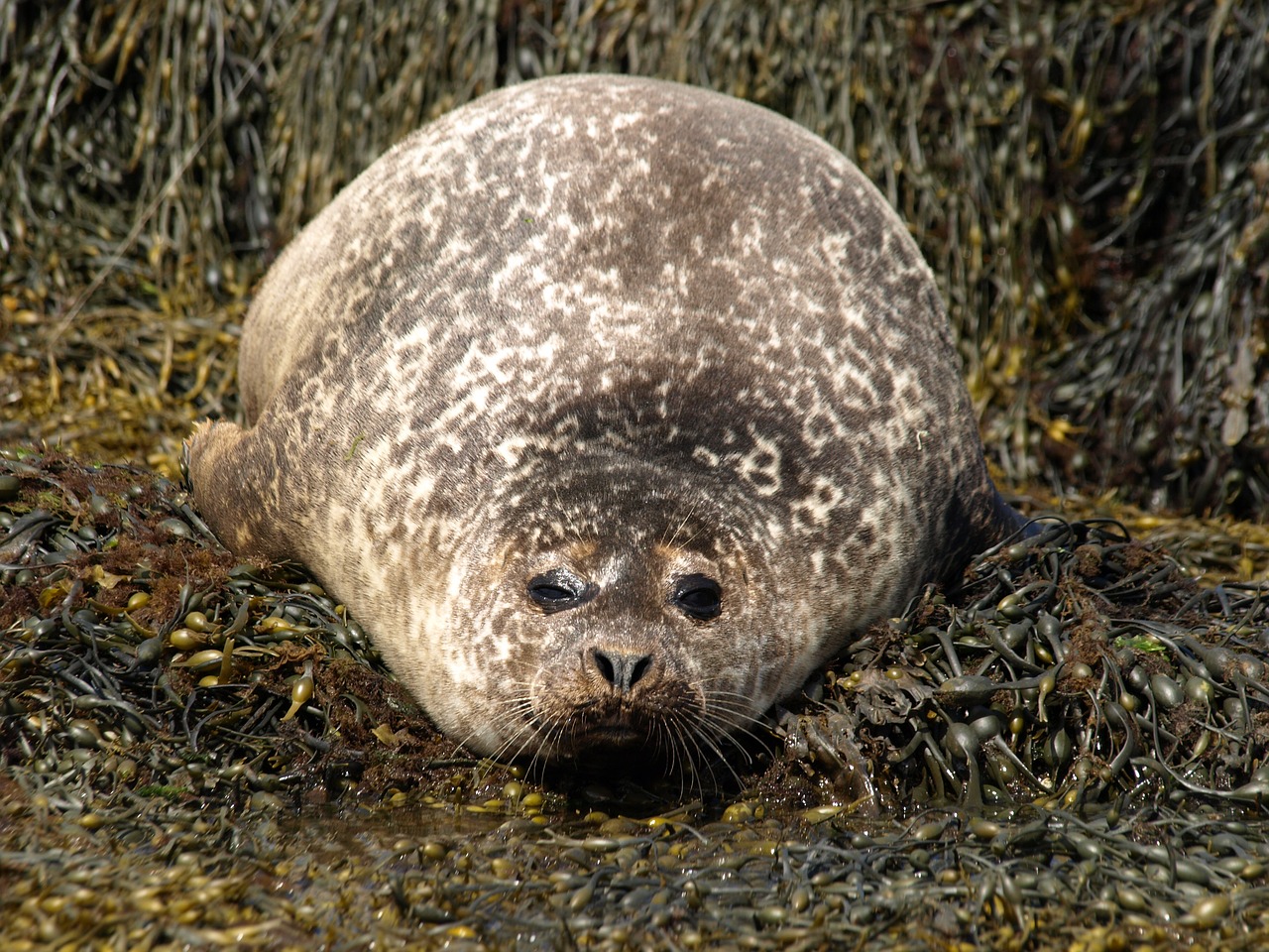 seal seaweed nature free photo
