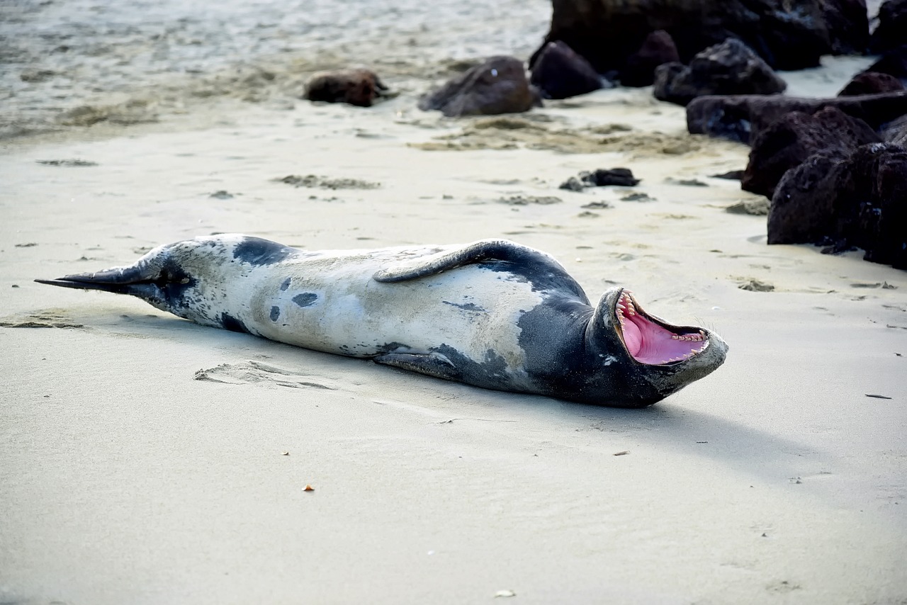 seal teeth mouth open free photo