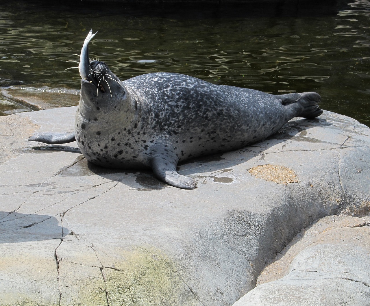 seal eating fish free photo