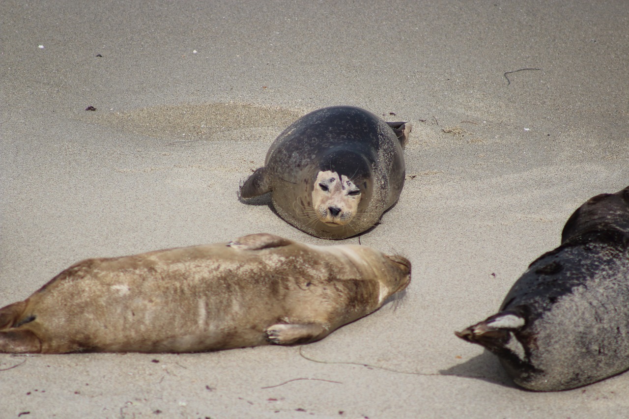 seal seal beach animal free photo