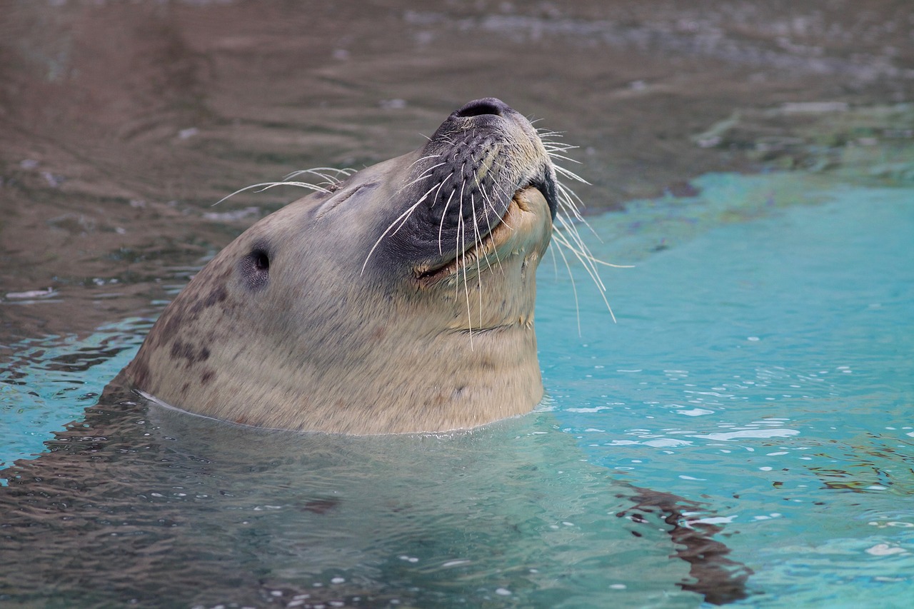 seal animal water free photo