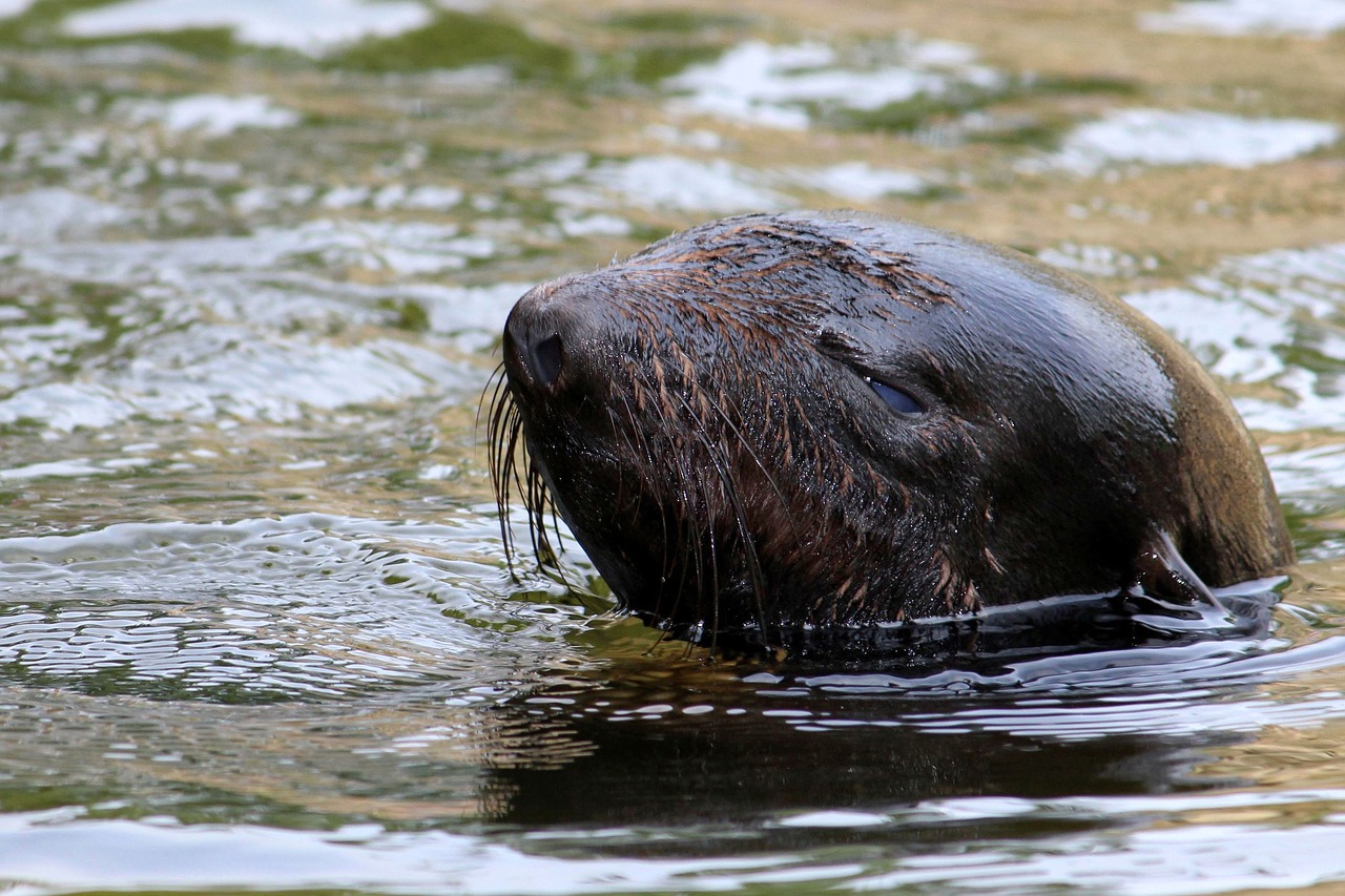 seal water swim free photo