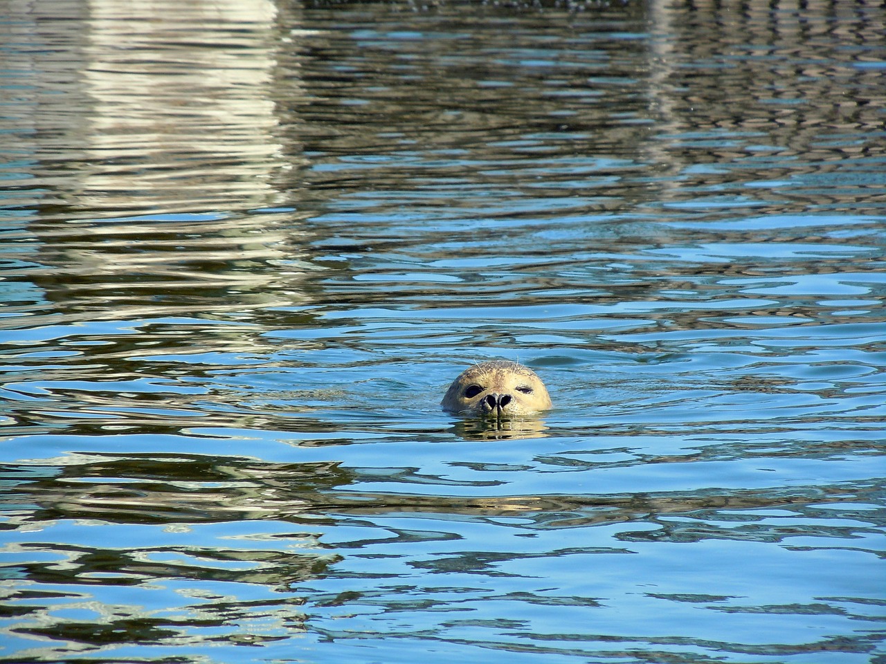 seal robbe swim free photo