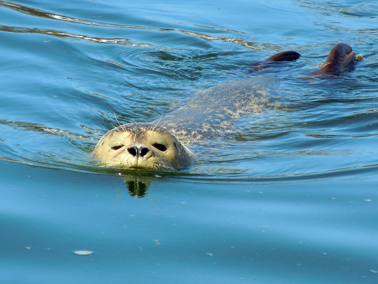 seal robbe swim free photo