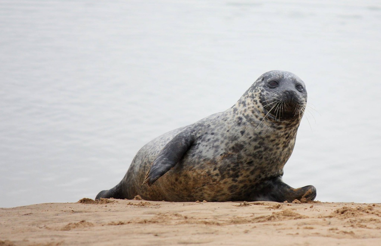 seal beach wildlife free photo