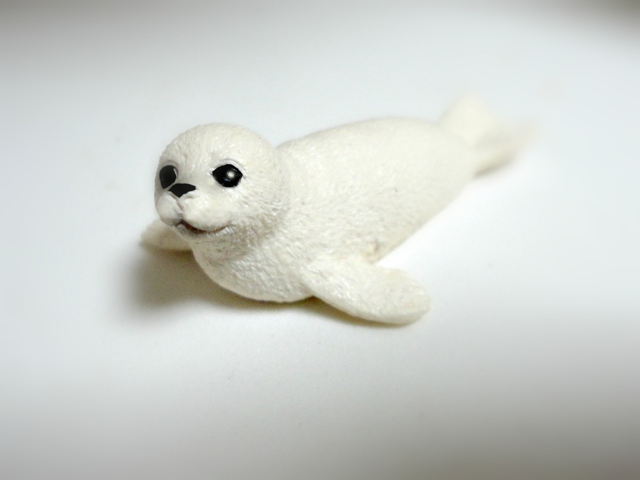 seal cub white seal free photo