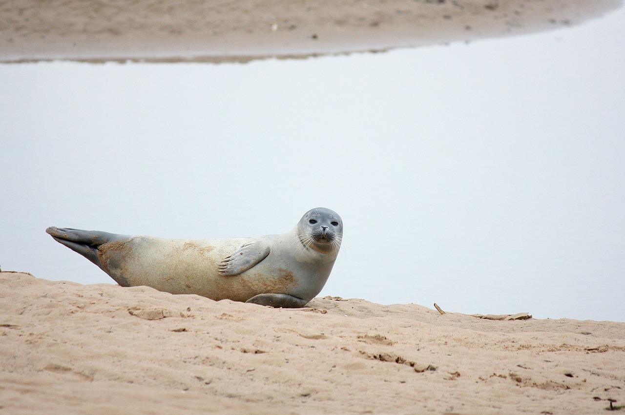 seal beach sea free photo