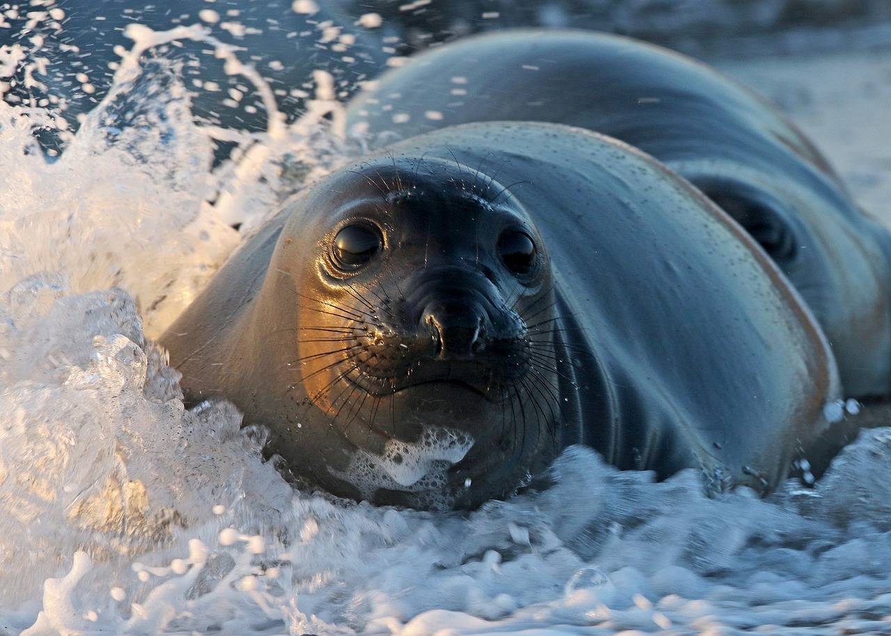 seal beach waves free photo