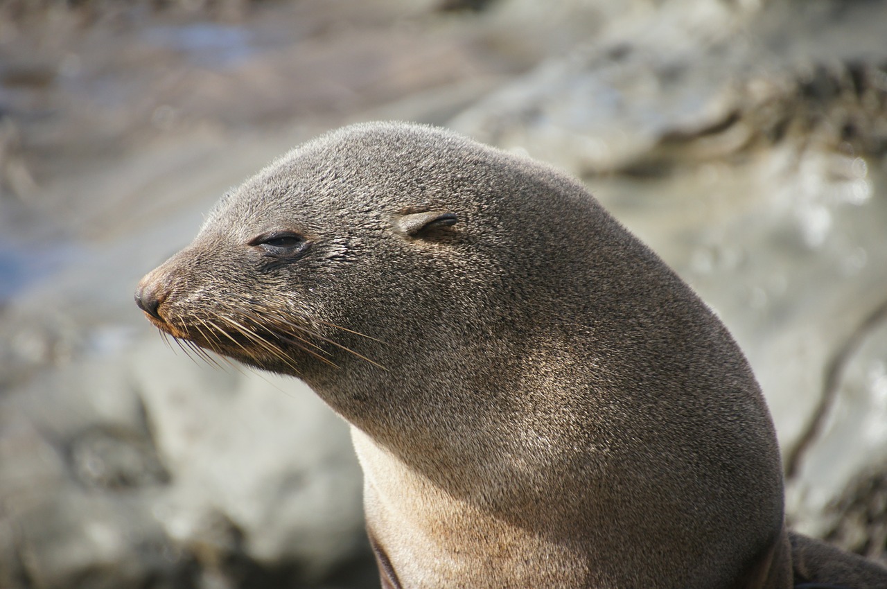seal robbe new zealand free photo
