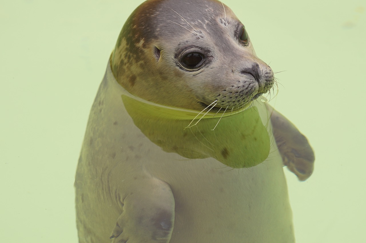 seal tegel meeresbewohner free photo