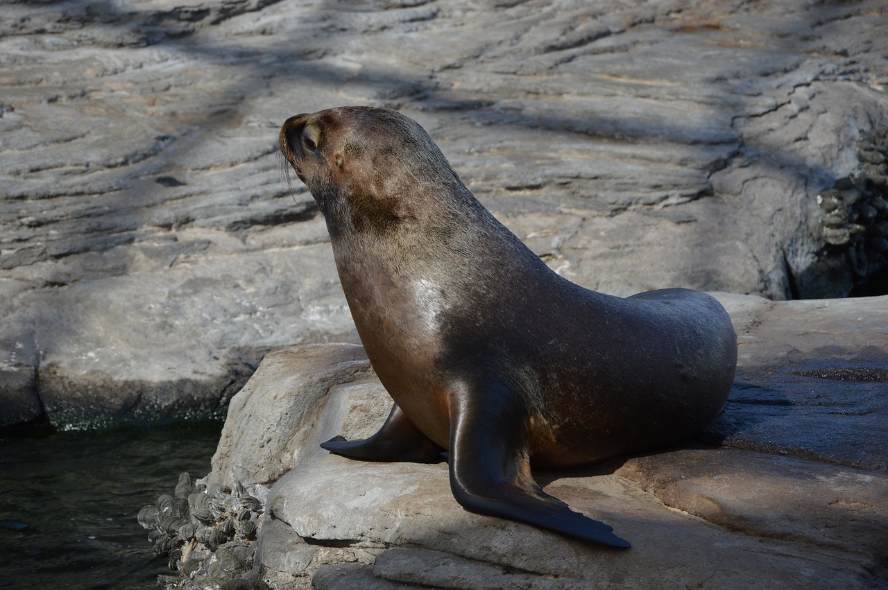 seal seal navy sea free photo