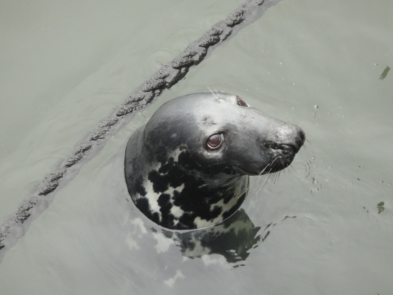 seal animal marine life free photo