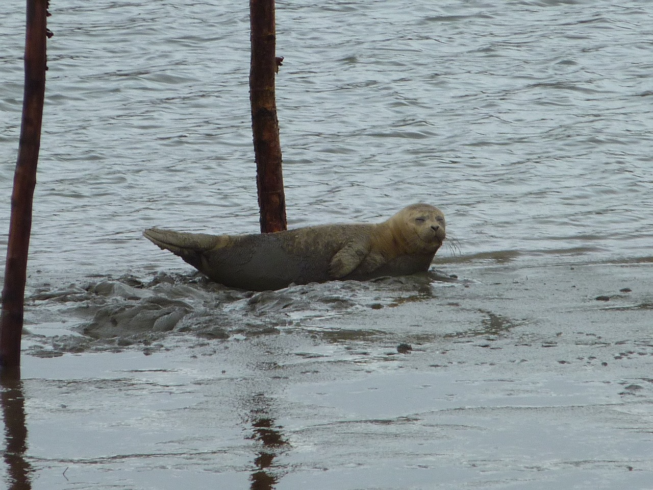 seal north sea robbe free photo