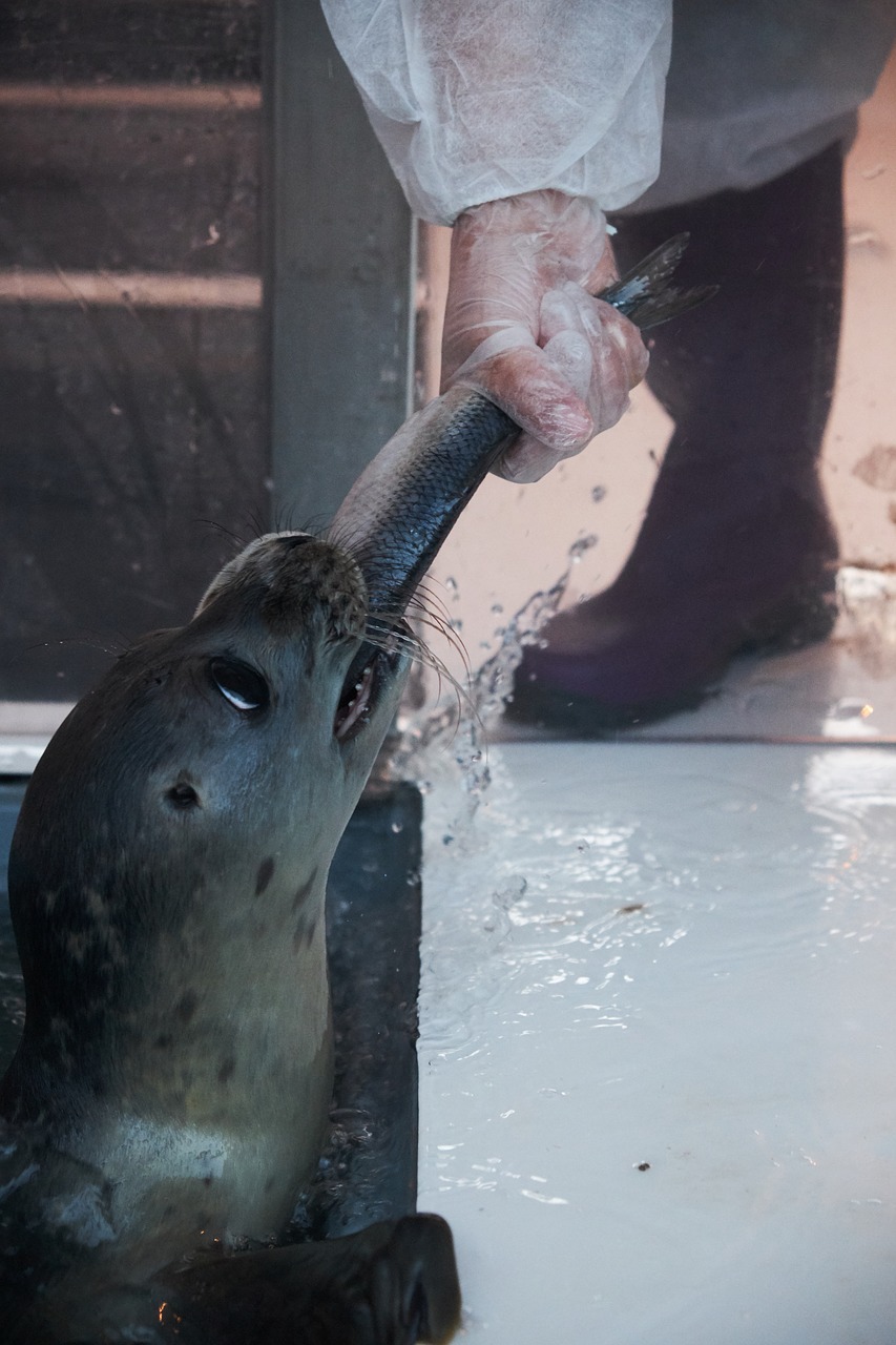 seal breeding rearing free photo