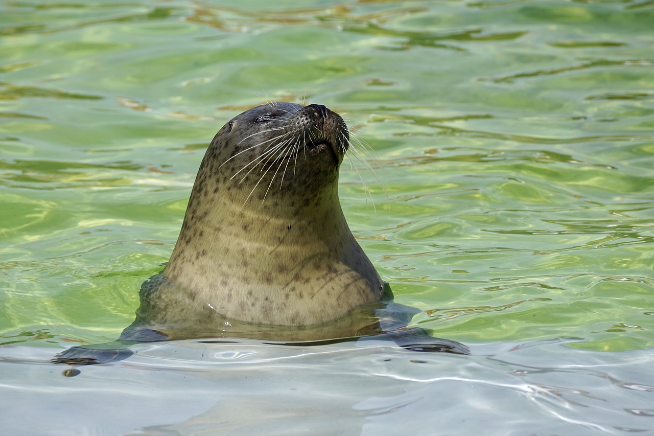 seal aquarium water free photo