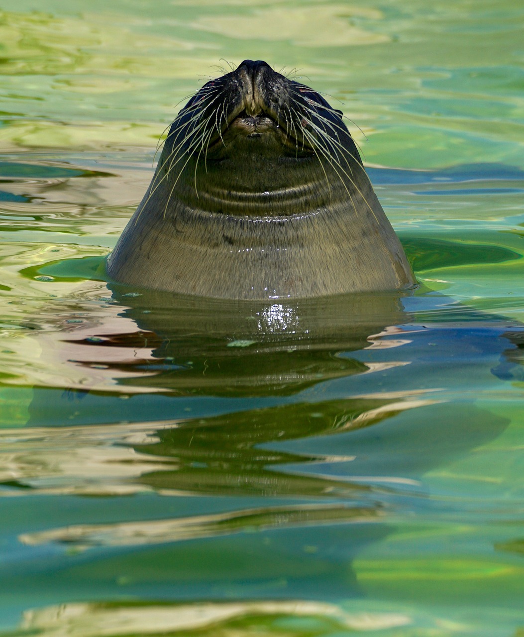 seal aquarium water free photo