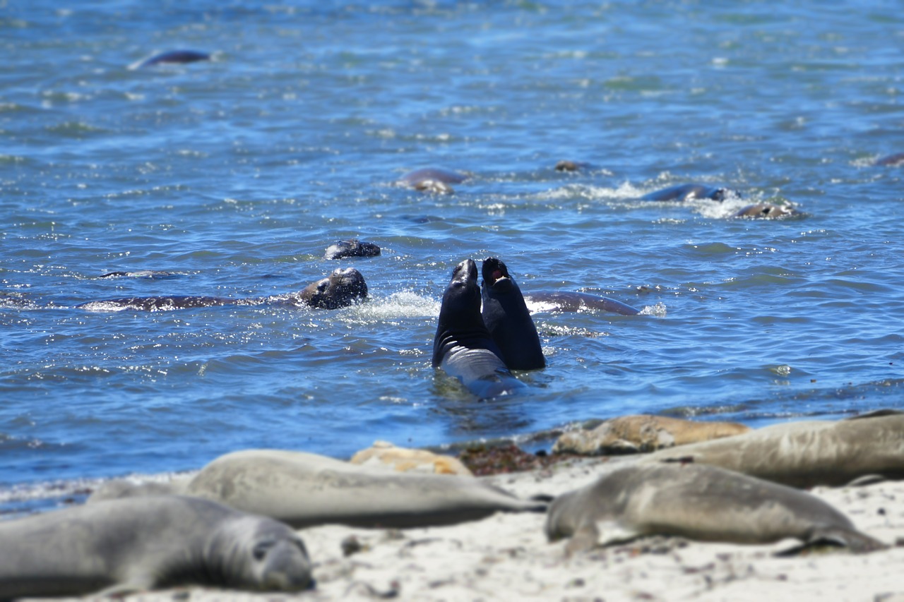 seal elephant california free photo