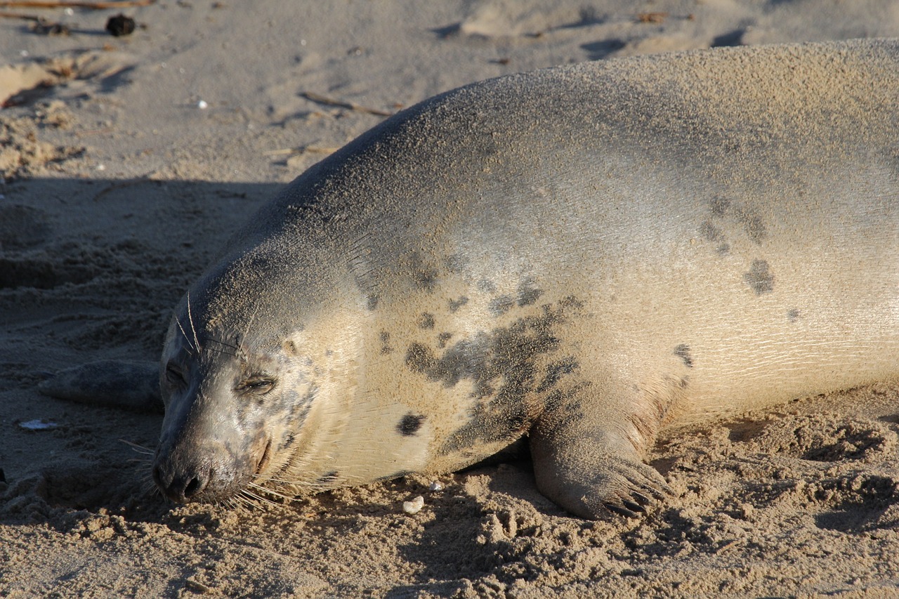 seal beach animal free photo