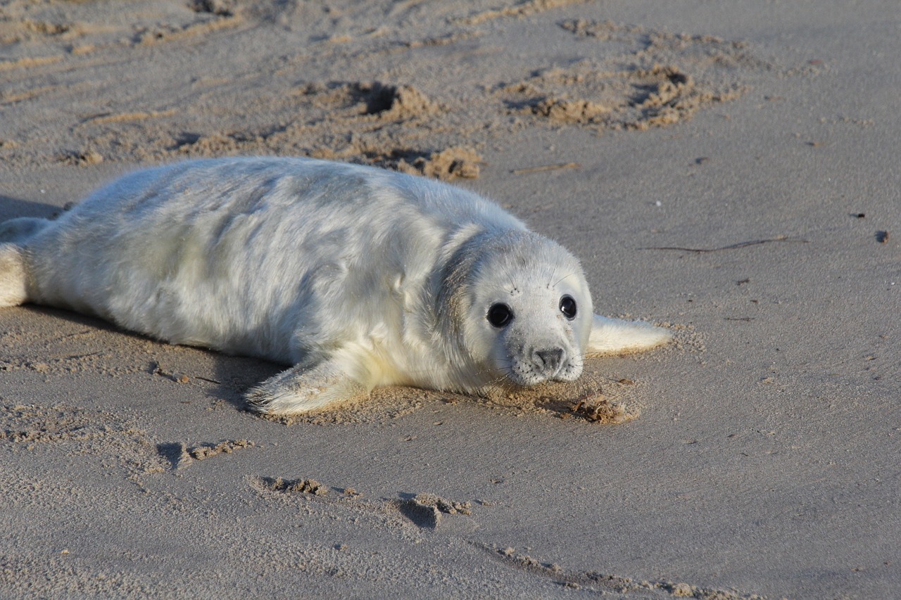 seal pup beach free photo