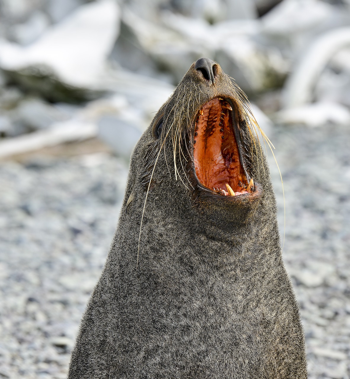 seal antarctica expedition free photo