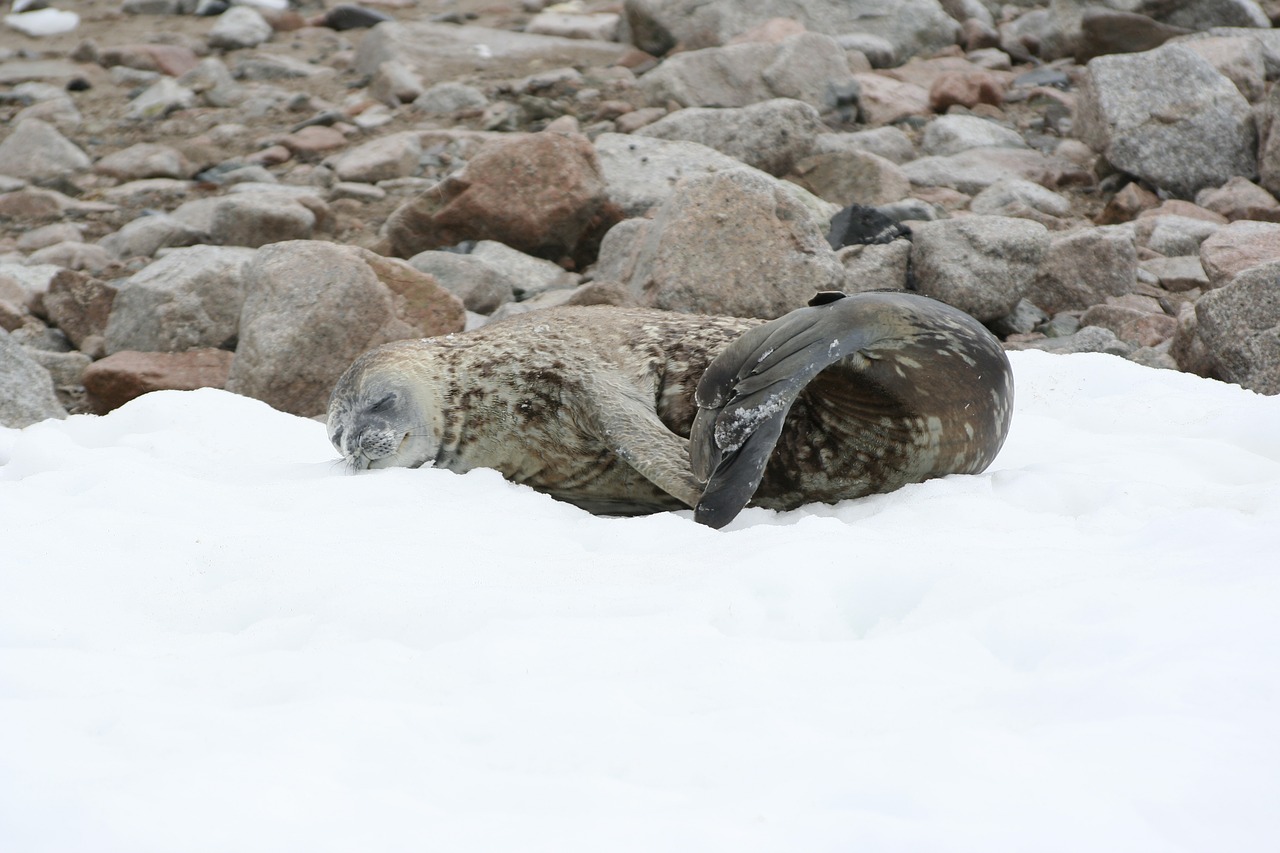 seal snow antarctic free photo